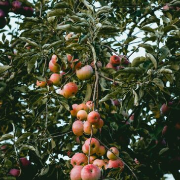 Apple Making Studio Harvest